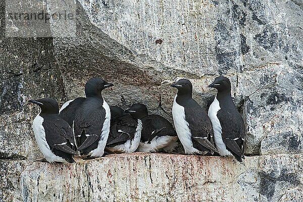 Dickschnabellummen (Uria lomvia)  Trottellummen auf einem Felsvorsprung in einer Seevogelkolonie  Alkefjellet  Hinlopenstraße  Svalbard  Norwegen  Europa