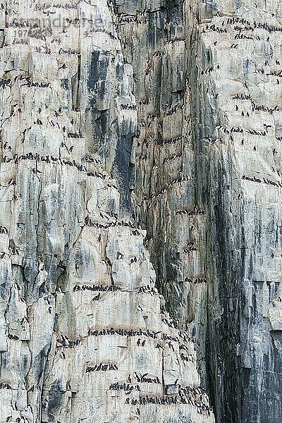 Alkefjellet  Seeklippe  die eine Seevogelkolonie von Dickschnabellummen (Uria lomvia) und Trottellummen bei Hinlopenstretet beherbergt  Svalbard  Norwegen  Europa