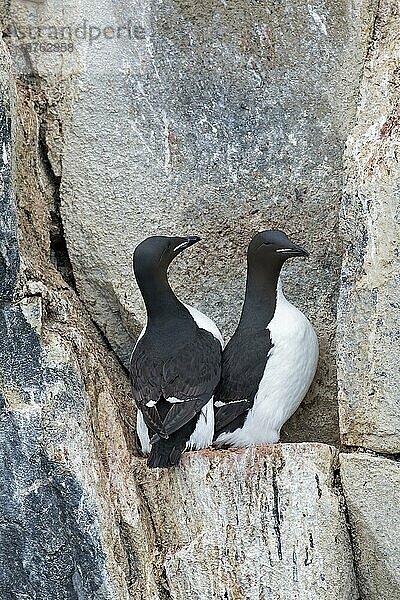 Zwei Dickschnabellummen (Uria lomvia)  Brünnichs Trottellumme auf Felsvorsprung in Seeklippe in Seevogelkolonie  Alkefjellet  Hinlopenstraße  Spitzbergen