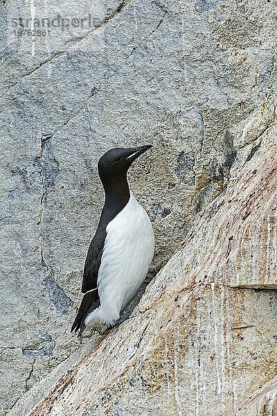 Dickschnabellumme (Uria lomvia)  Brünnichgans in steiler Felswand bei Seevogelkolonie  Alkefjellet  Hinlopenstreet  Spitzbergen  Norwegen  Europa