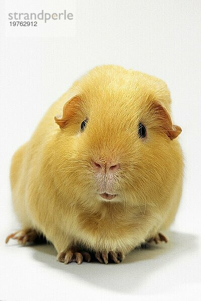 Niedliche goldene Meerschweinchen  Meerschweinchen (Cavia porcellus) Porträt auf weißem Hintergrund