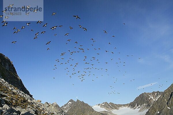 Krabbentaucher (Alle alle)  Taubenschwarm im Flug  Svalbard  Spitzbergen  Norwegen  Europa