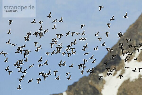 Krabbentaucher (Alle alle)  Taubenschwarm im Flug  Svalbard  Spitzbergen  Norwegen  Europa