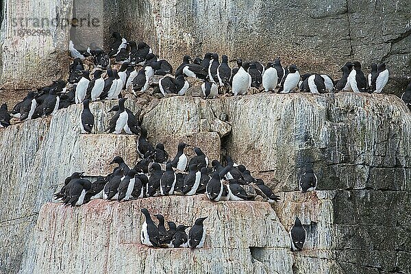 Dickschnabellummen (Uria lomvia)  Trottellummen auf einem Felsvorsprung in einer Seevogelkolonie  Alkefjellet  Hinlopenstraße  Svalbard  Norwegen  Europa