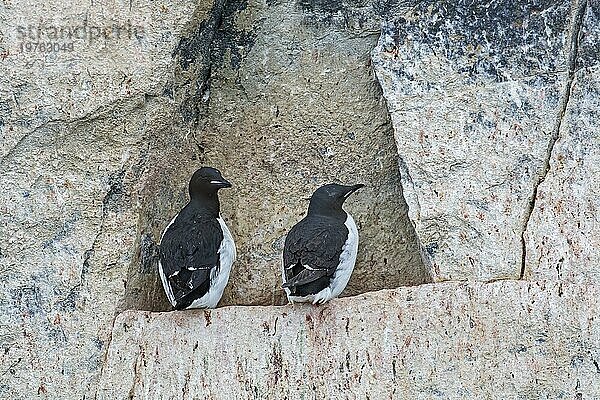 Zwei Dickschnabellummen (Uria lomvia)  Brünnichs Trottellumme auf Felsvorsprung in Seeklippe in Seevogelkolonie  Alkefjellet  Hinlopenstraße  Spitzbergen