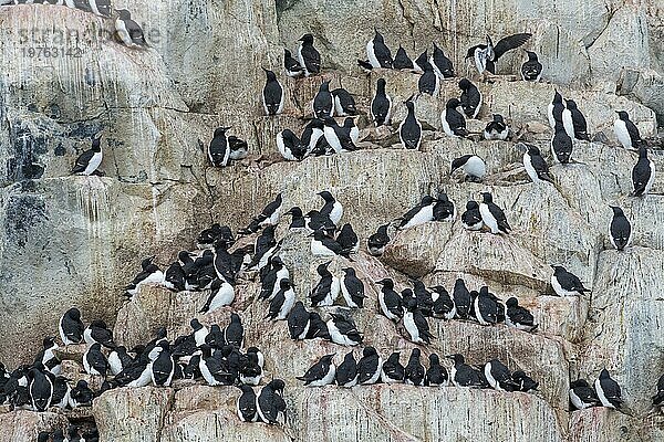 Alkefjellet  Seeklippe  die eine Seevogelkolonie von Dickschnabellummen (Uria lomvia) und Trottellummen bei Hinlopenstretet beherbergt  Svalbard  Norwegen  Europa