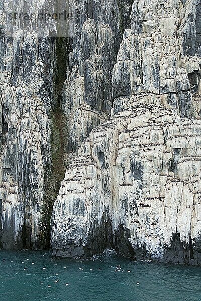 Alkefjellet  Seeklippe  die eine Seevogelkolonie von Dickschnabellummen (Uria lomvia) und Trottellummen bei Hinlopenstretet beherbergt  Svalbard  Norwegen  Europa