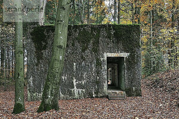 Wolfsschlucht I  Grand Quartier Général Allemand 1940  Freilichtmuseum mit Adolf Hitlers Bunker im Wald von Brûly de Pesche  Ardennen  Belgien  Europa