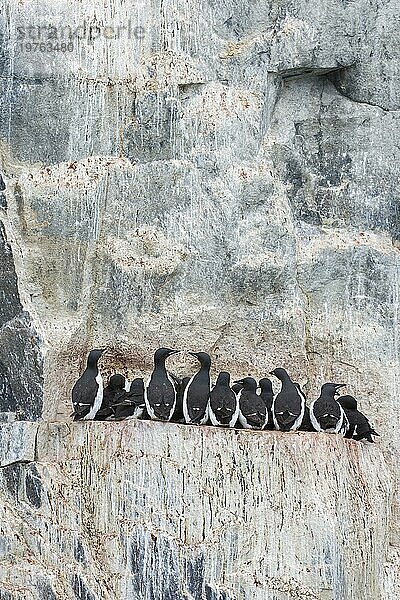 Dickschnabellummen (Uria lomvia)  Trottellummen auf einem Felsvorsprung in einer Seevogelkolonie  Alkefjellet  Hinlopenstraße  Svalbard  Norwegen  Europa