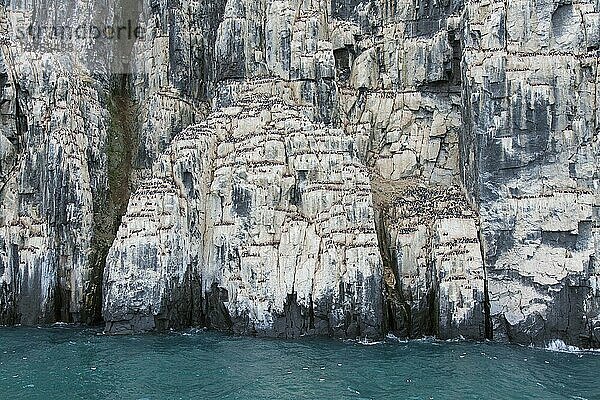 Alkefjellet  Seeklippe  die eine Seevogelkolonie von Dickschnabellummen (Uria lomvia) und Trottellummen bei Hinlopenstretet beherbergt  Svalbard  Norwegen  Europa