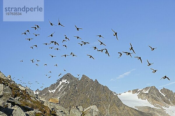 Krabbentaucher (Alle alle)  Taubenschwarm im Flug  Svalbard  Spitzbergen  Norwegen  Europa