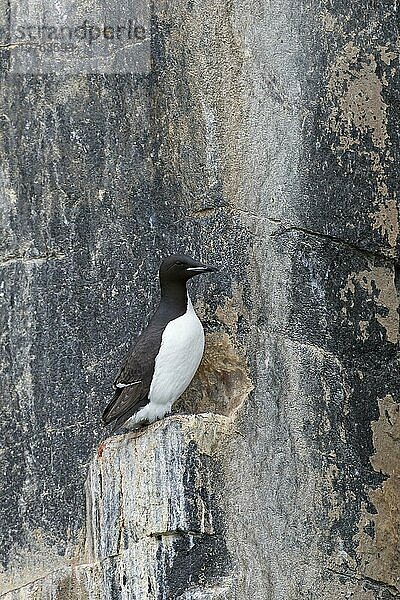 Dickschnabellumme (Uria lomvia)  Brünnichgans auf Felsvorsprung in Seeklippe in Seevogelkolonie  Alkefjellet  Hinlopenstraße  Spitzbergen  Norwegen  Europa