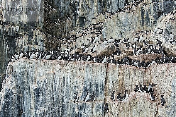 Alkefjellet  Seeklippe  die eine Seevogelkolonie von Dickschnabellummen (Uria lomvia) und Trottellummen bei Hinlopenstretet beherbergt  Svalbard  Norwegen  Europa