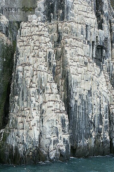 Alkefjellet  Seeklippe  die eine Seevogelkolonie von Dickschnabellummen (Uria lomvia) und Trottellummen bei Hinlopenstretet beherbergt  Svalbard  Norwegen  Europa