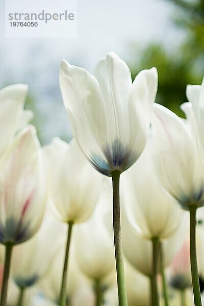 Schöne Tulpen Blume für Postkarte Schönheit Konzept Design