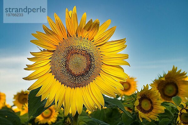 Einzelne leuchtend gelbe Sonnenblume vor einem landwirtschaftlichen Feld mit anderen Sonnenblumen. Nahaufnahme und selektiver Fokus