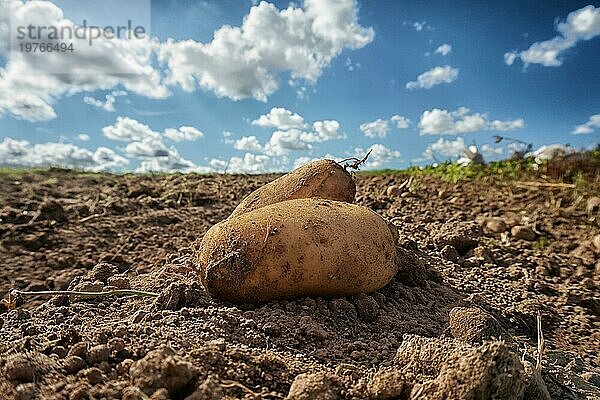 Frisch geerntete Kartoffeln auf dem Feld  Erde nach der Ernte auf einem biologischen Familienbetrieb. Blaür Himmel und Wolken. Nahaufnahme und geringe Schärfentiefe  unscharfer Hintergrund