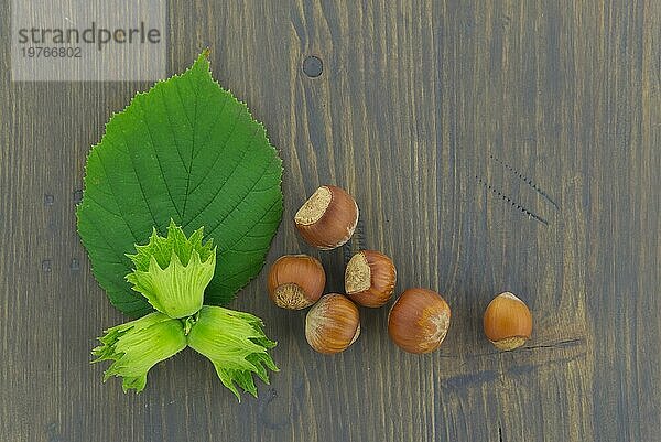 Frische  ungeschälte Haselnüsse mit grünen Blättern in einem flachgelegten Stillleben auf einem Holztisch mit Kopierfläche