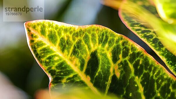 Abstrakter grüner Hintergrund. Makro Croton Pflanze Blätter. Natürlicher Hintergrund für Markendesign