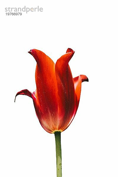 Schöne rote Tulpe Blume für Postkarte Schönheit Design. Tulpe Tapete. Tulpe Design.  Tulpen auf einem weißen Hintergrund. Isolate Banner. copyspace