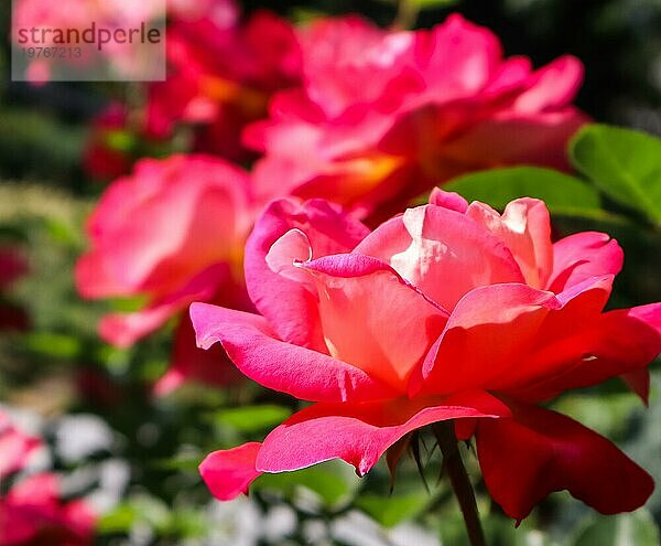 Schöne rote Rosen im Garten an einem sonnigen Tag. Hochsommer