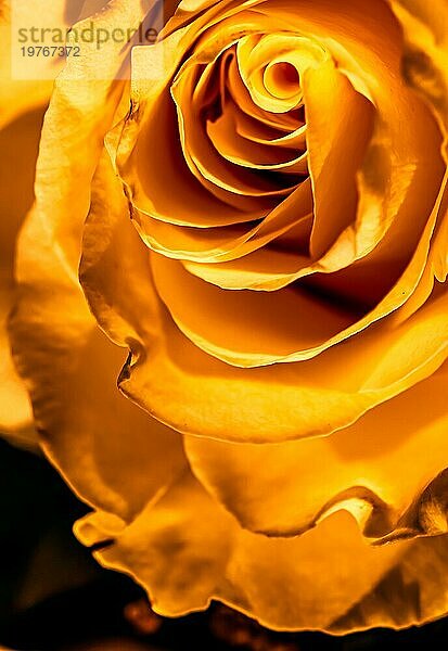 Botanisches Konzept  Einladungskarte  Weichzeichner  abstrakter floraler Hintergrund  goldene Rosenblüte. Makro Blumen Kulisse für Urlaub Marke Design