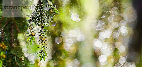 Nahaufnahme Blaue Blätter eines immergrünen Nadelbaums (Juniperus communis) Horstmann nach dem Regen. Extremes Bokeh mit Lichtreflexion. Makrofotografie  selektiver Fokus  unscharfer Naturhintergrund