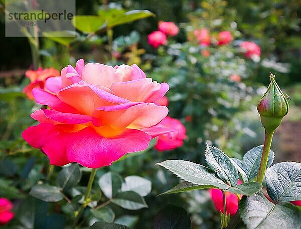 Schöne rote Rosen im Garten in sonnigen Tag