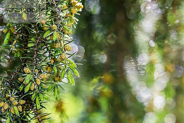 Nahaufnahme Blaue Blätter eines immergrünen Nadelbaums (Juniperus communis) Horstmann nach dem Regen. Extremes Bokeh mit Lichtreflexion. Makrofotografie  selektiver Fokus  unscharfer Naturhintergrund