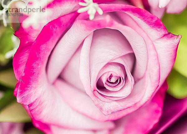 Botanisches Konzept  Hochzeitseinladungskarte  Weichzeichner  abstrakter floraler Hintergrund  lila Rosenblüte. Makro Blumen Kulisse für Urlaub Marke Design