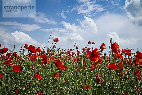 Rote Mohnblumen blühen auf wildem Feld mit selektivem Fokus gegen blaün Himmel