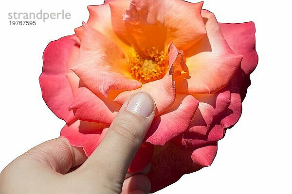 Rosa Rose Blumen in der Hand für den Urlaub  Bokeh  Makro  floralen Hintergrund. romantischen Raum für Text