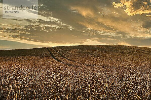 Ein Feld mit reifenden goldenen Weizenähren bei Sonnenuntergang im Gegenlicht der unter den Horizont sinkenden Sonne und einem farbenfrohen orangefarbenen Leuchten am Himmel in einer malerischen Agrarlandschaft