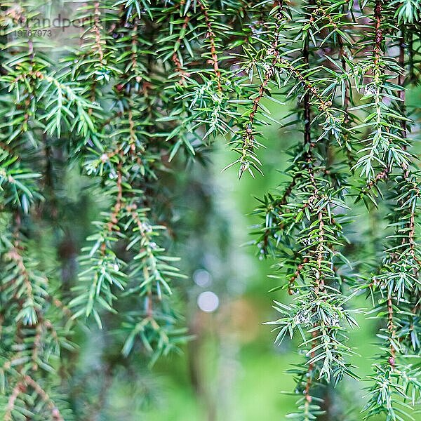 Nahaufnahme Blaue Blätter eines immergrünen Nadelbaums (Juniperus communis) Horstmann. Extremes Bokeh mit Lichtreflexion. Makrofotografie  selektiver Fokus  unscharfer Naturhintergrund