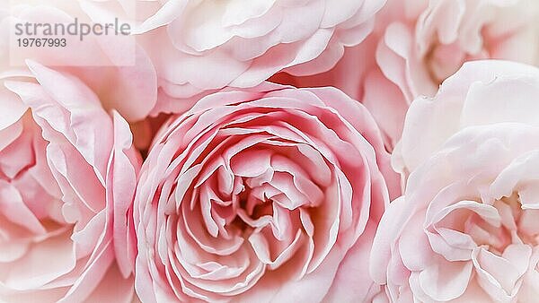 Botanisches Konzept  Hochzeitseinladungskarte  Weichzeichner  abstrakter floraler Hintergrund  blassrosa Rosen. Makro Blumen Kulisse für Urlaub Marke Design