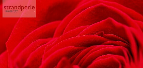Rote Rosenblütenblätter. Makro Blumen Hintergrund für Urlaub Marke Design. Weichzeichner