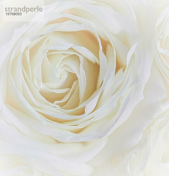 Botanisches Konzept  Hochzeitseinladungskarte  Weichzeichner  abstrakter floraler Hintergrund  weiße Rosenblüte. Makro Blumen Kulisse für Urlaub Marke Design