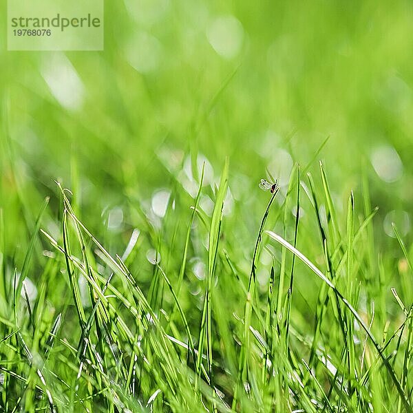 Textur  Hintergrund  Muster von grünem Gras mit einem Insekt. Bokeh mit Lichtreflexion. Natürliche Kulisse