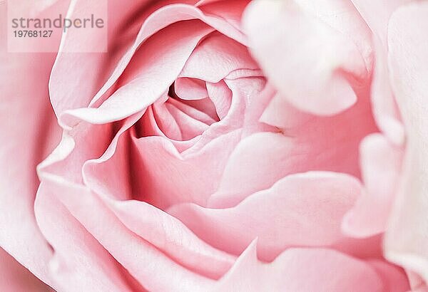 Abstrakte floralen Hintergrund  rosa blass rosa Blütenblätter  Weichzeichner. Makro Blumen Kulisse für Urlaub Marke Design