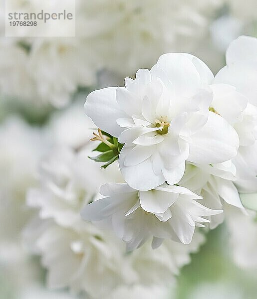 Weichzeichner  abstrakter floraler Hintergrund  weiße Frottee Jasminblütenblätter. Makro Blumen Kulisse für Urlaub Marke Design