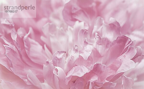 Weichzeichner  abstrakter floraler Hintergrund  rosa Pfingstrosenblütenblätter. Makro Blumen Kulisse für Urlaub Marke Design