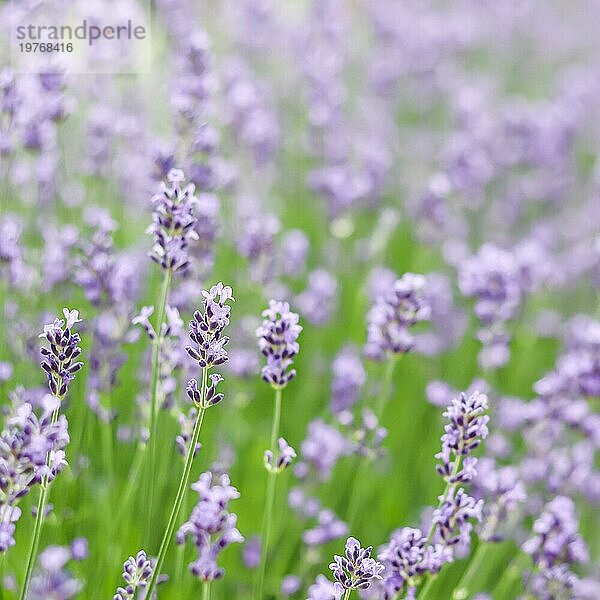 Hintergrund aus violettem Lavendel im Garten. Weichzeichner
