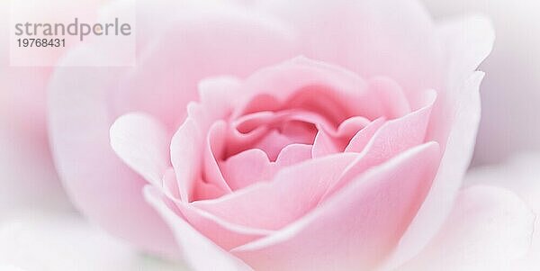 Botanisches Konzept  Hochzeitseinladungskarte  Weichzeichner  abstrakter floraler Hintergrund  rosa Rosenblüte. Makro Blumen Kulisse für Urlaub Marke Design