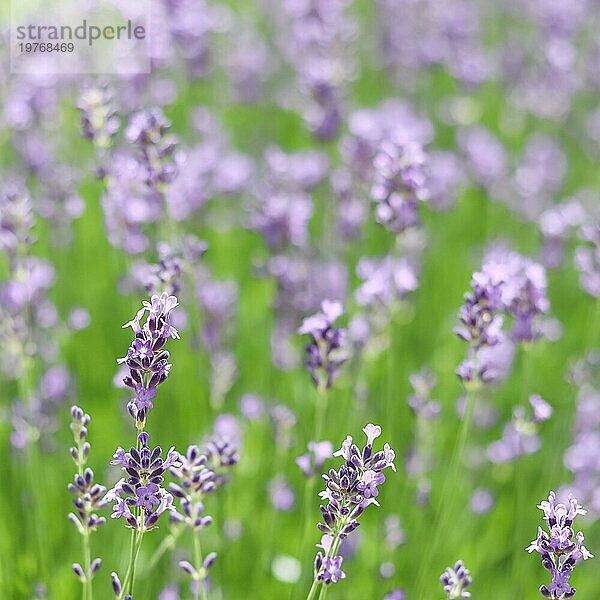 Hintergrund aus violettem Lavendel im Garten. Weichzeichner