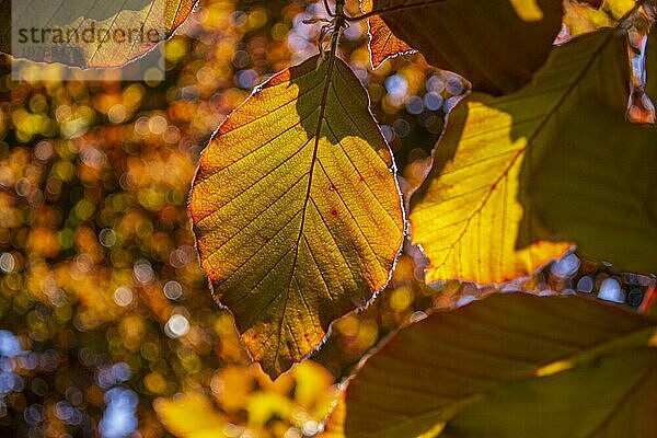 Die Blätter der Rotbuche (Fagus sylvatica purpurea) Contre Jour. Nahaufnahme. Makro. Ausschnitt