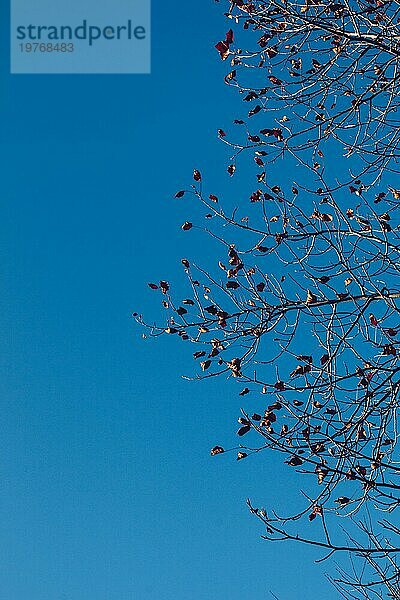 Oberer Teil der Baumblätter mit Zweigen mit Blick auf den Himmel
