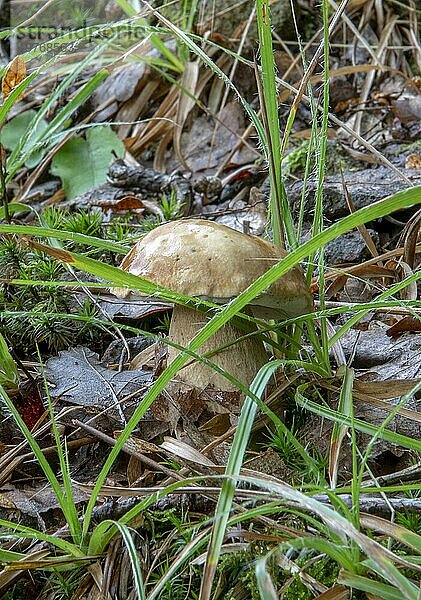 Sommersteinpilz (Boletus reticulatus)  der im Wald wächst. Nahaufnahme. Selektiver Fokus