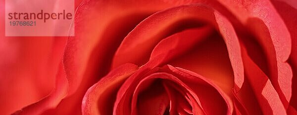 Botanisches Konzept  Einladungskarte  Weichzeichner  abstrakter floraler Hintergrund  rote Rosenblüte. Makro Blumen Kulisse für Urlaub Design