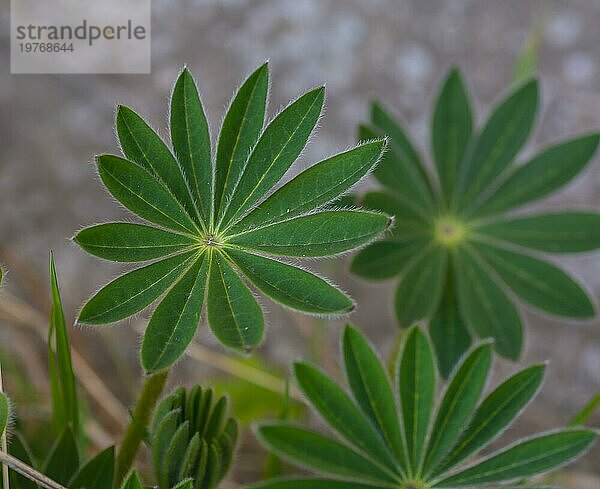 Blätter der Lupinenpflanze (Lupinus polyphyllus) im Garten. Nahaufnahme. Ausschnitt. Makro. Selektiver Fokus