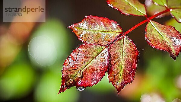 Rotes Rosenblatt mit Regentropfen nach Regen im Herbstgarten. Bokeh mit Lichtreflexion